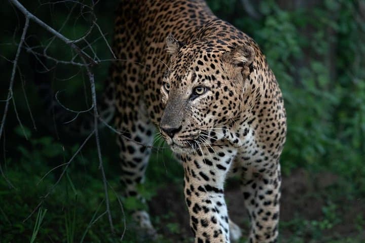 All-Inclusive Yala National Park Full-Day Game Drive: Leopard, Elephant & Bird Safari photo 4
