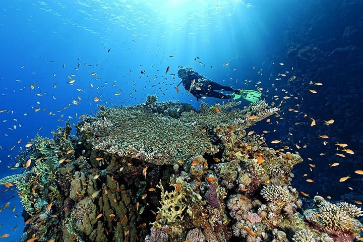 Ras Mohamed & White Island: Full-Day Snorkel and Intro Dive from Sharm El Sheikh photo 3