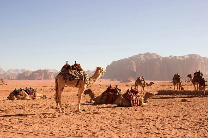 Marsa Alam Sea and Desert Camel Ride: Sunrise, Sunset & Coastal Dunes photo 3