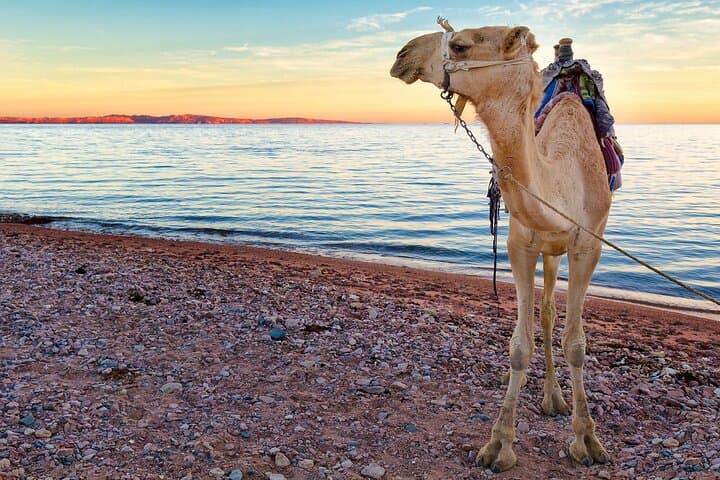 Marsa Alam Sea and Desert Camel Ride: Sunrise, Sunset & Coastal Dunes photo 5