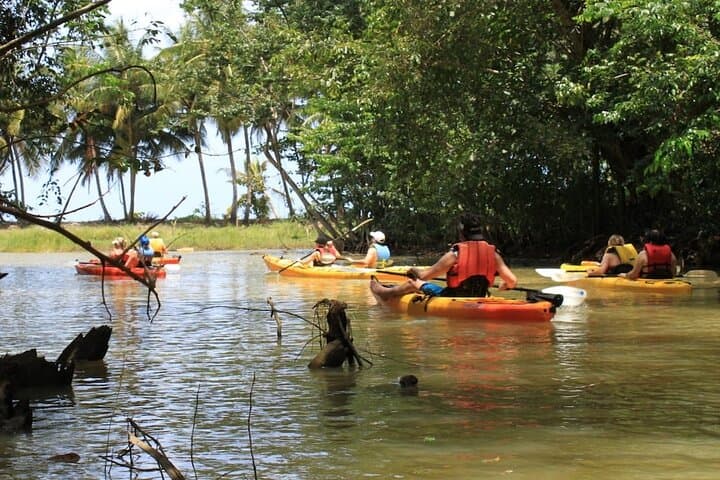 Kayak the Roseau River: Mangrove Paddle & Beach Bar Stop in Saint Lucia