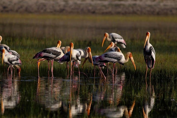 All-Inclusive Yala National Park Full-Day Game Drive: Leopard, Elephant & Bird Safari photo 3