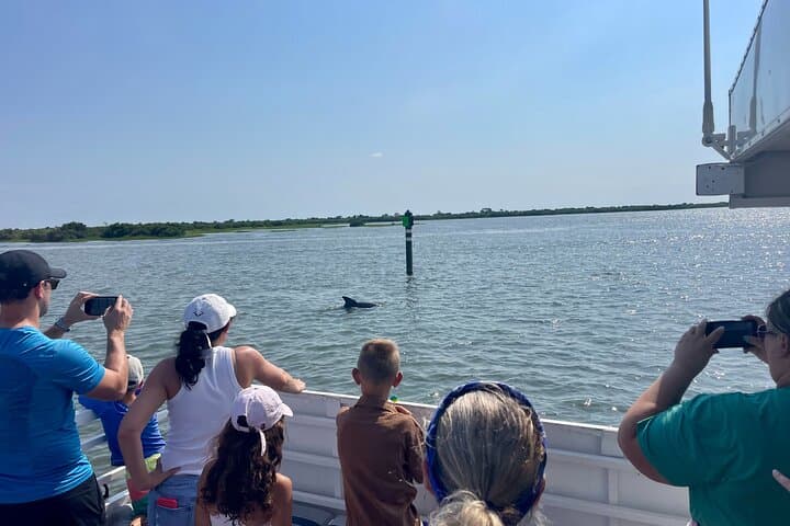 St. Augustine Dolphin & Wildlife Adventure — 90-Minute Estuary Eco Cruise