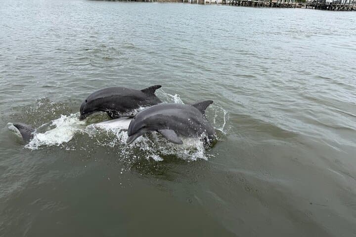 St. Augustine Dolphin & Wildlife Adventure — 90-Minute Estuary Eco Cruise photo 2