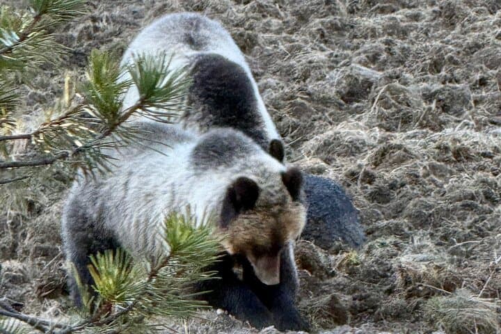 Experience Yellowstone's Lamar Valley Wildlife and Healing Sound Bath Retreat photo 3