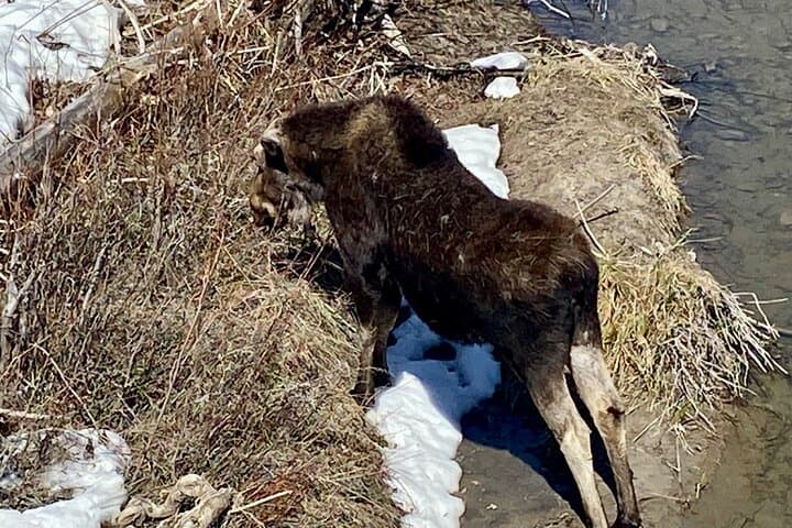 Experience Yellowstone's Lamar Valley Wildlife and Healing Sound Bath Retreat photo 6