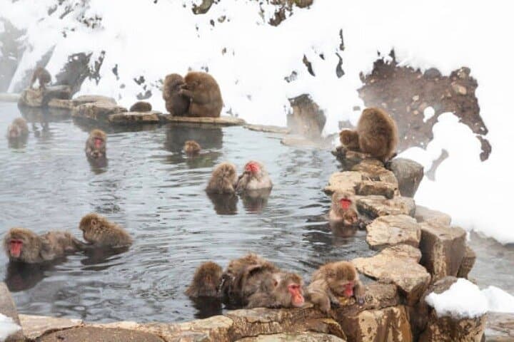 Nagano Full-Day Tour: Snow Monkeys, Zenkoji Temple & Togakushi Forest