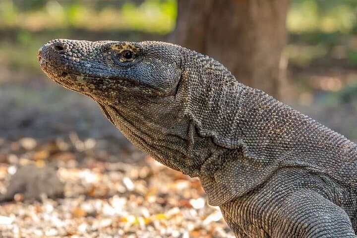 Labuan Bajo Komodo Day Trip: Snorkelling, Pink Beach & Dragon Trek photo 3