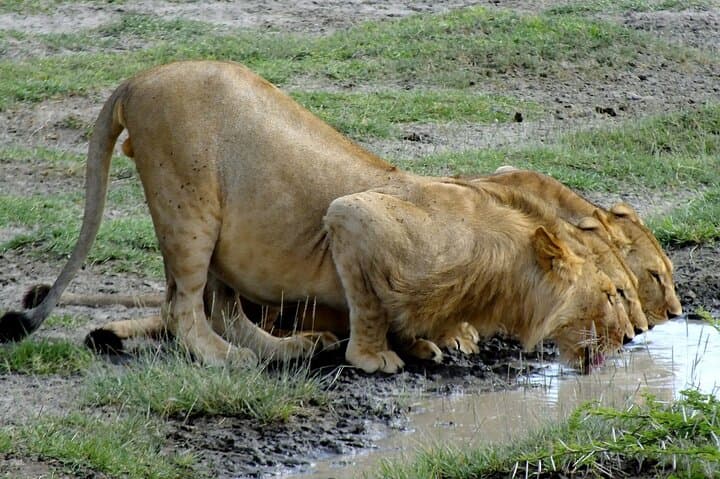 From Zanzibar: 3-Day Safari to Mikumi National Park via Ferry photo 4