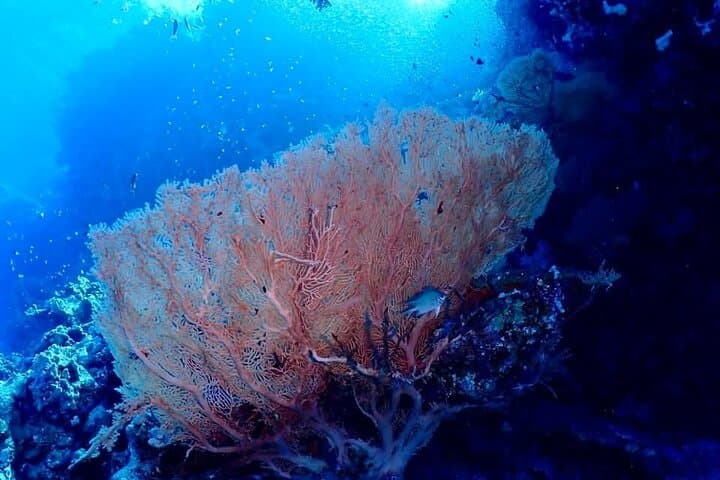 Hurghada Two‑Tank Red Sea Dive with Lunch and Transfers photo 4