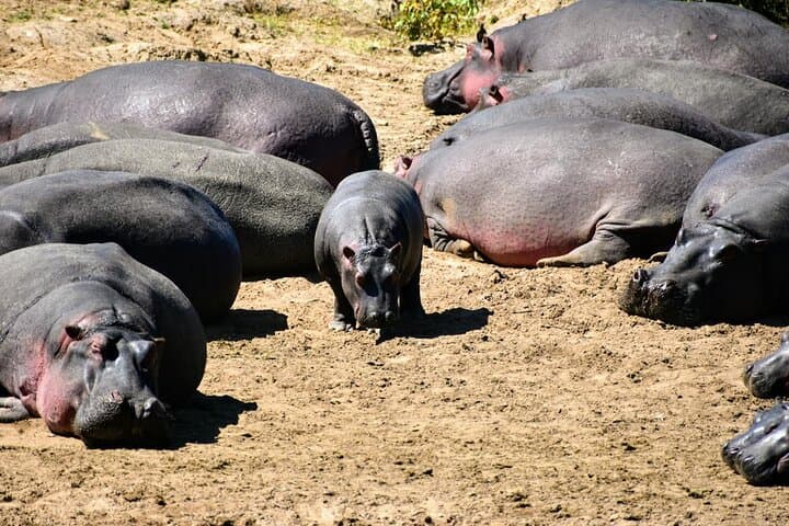 3-Day Masai Mara Private Camping Safari: Big Five, Mara River & Night Camps photo 4