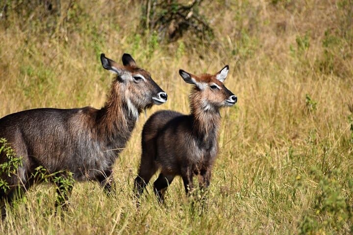 3-Day Masai Mara Private Camping Safari: Big Five, Mara River & Night Camps photo 5