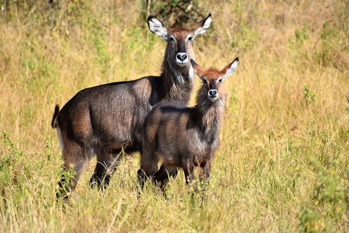 3-Day Masai Mara Private Camping Safari: Big Five, Mara River & Night Camps photo 6