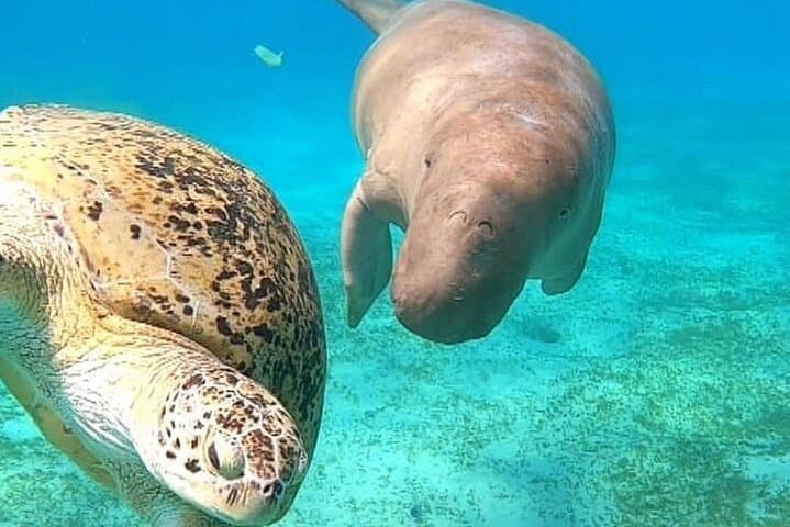 Marsa Mubarak Boat Trip: Snorkel with Turtles & Dugongs from Marsa Alam photo 1