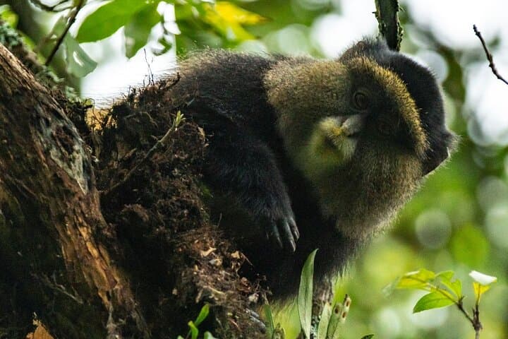 8-Day Rwanda & Burundi Primate & Big Five Safari — Golden Monkeys, Chimps and Batwa Drumming photo 2