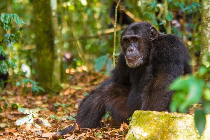8-Day Rwanda & Burundi Primate & Big Five Safari — Golden Monkeys, Chimps and Batwa Drumming photo 3