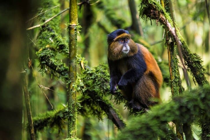 8-Day Rwanda & Burundi Primate & Big Five Safari — Golden Monkeys, Chimps and Batwa Drumming photo 1