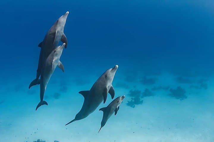 Hurghada Dolphin House Cruise: Swim with Dolphins, Snorkel Reefs & Lunch photo 1