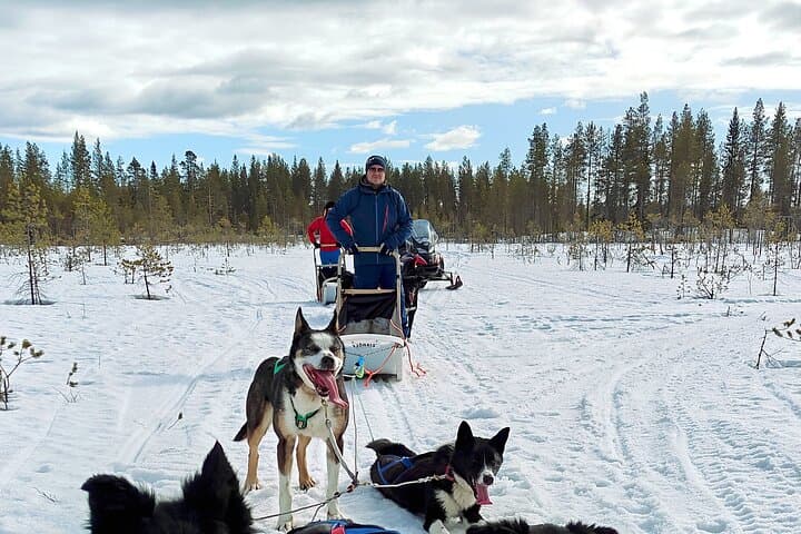 Drive Your Own Husky Team in Rovaniemi: 6–10 km Self-Drive Safari with BBQ