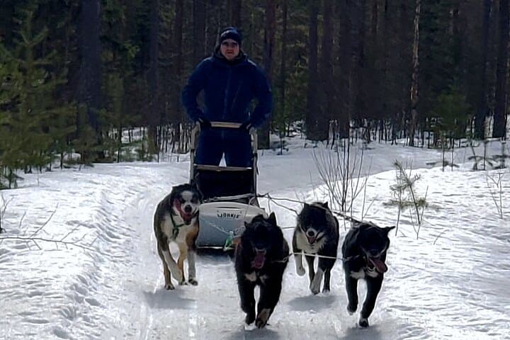 Drive Your Own Husky Team in Rovaniemi: 6–10 km Self-Drive Safari with BBQ photo 2
