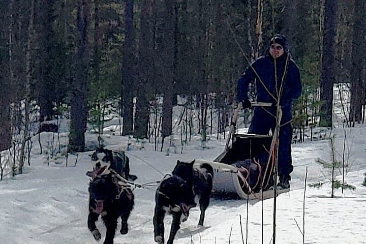 Drive Your Own Husky Team in Rovaniemi: 6–10 km Self-Drive Safari with BBQ photo 3