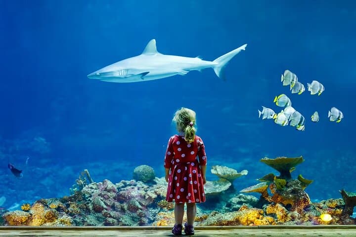 Skip-the-Line Aquarium de Paris Tickets — Shark Tunnel, Touch Pools & Feeding Shows photo 5