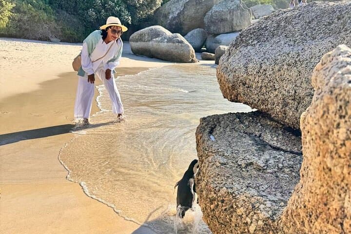 Half-Day Penguin Encounter at Boulders Beach — Cape Town Wildlife Tour