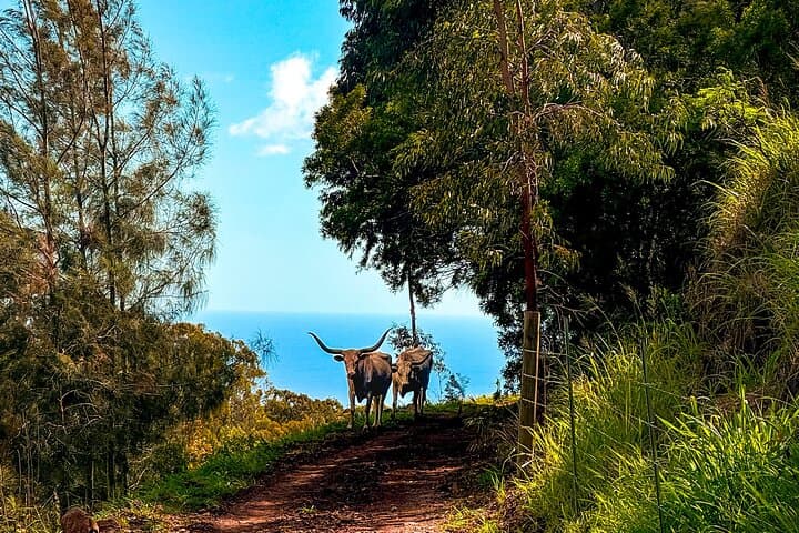 Sunshine Mountain Horseback Rides: Oahu's West Coast Vista Trail photo 5