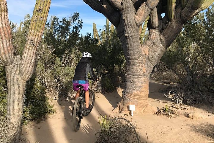 La Ventana Cactus Forest Mountain Bike Tour — Guided Ride Near La Paz photo 2