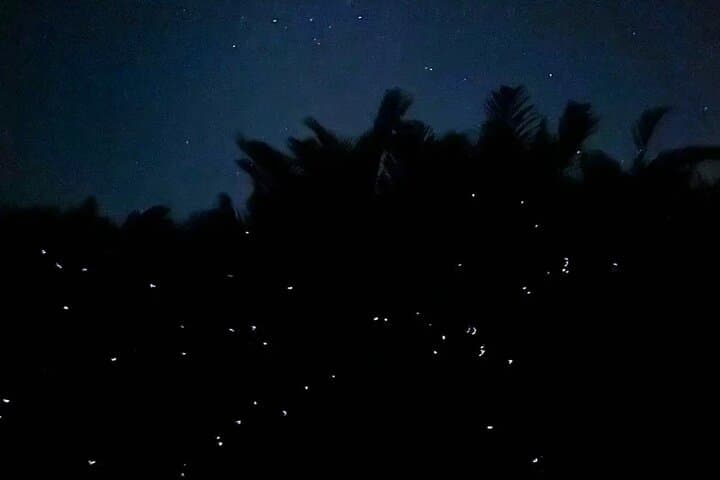 Tuaran River Fireflies & Blue Tears Cruise: Kinabalu Views, Mangroves & Local Culture photo 5