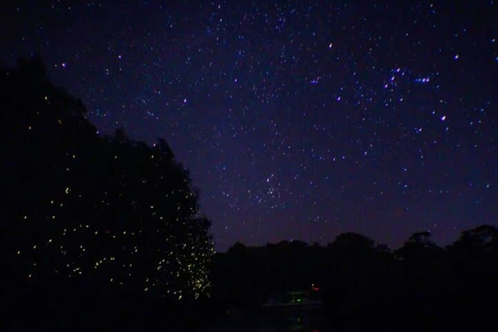 Tuaran River Fireflies & Blue Tears Cruise: Kinabalu Views, Mangroves & Local Culture photo 3