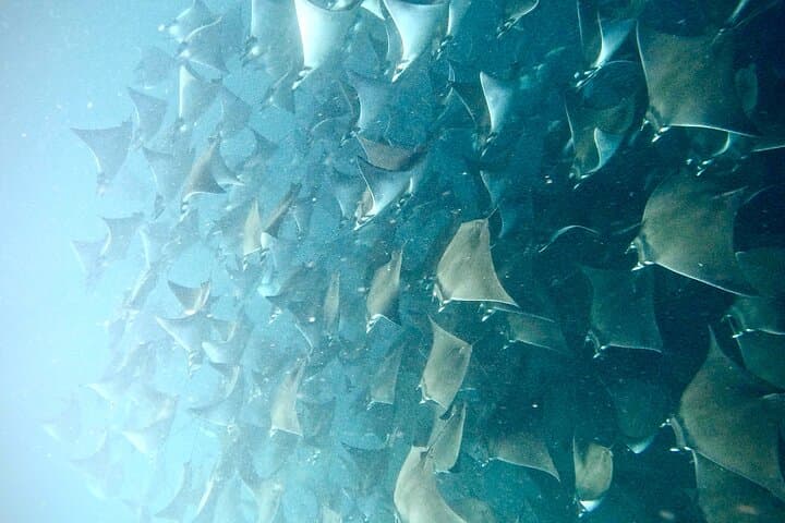 Cabo San Lucas Snorkeling and Whale Watching: Half-Day Boat Tour photo 5