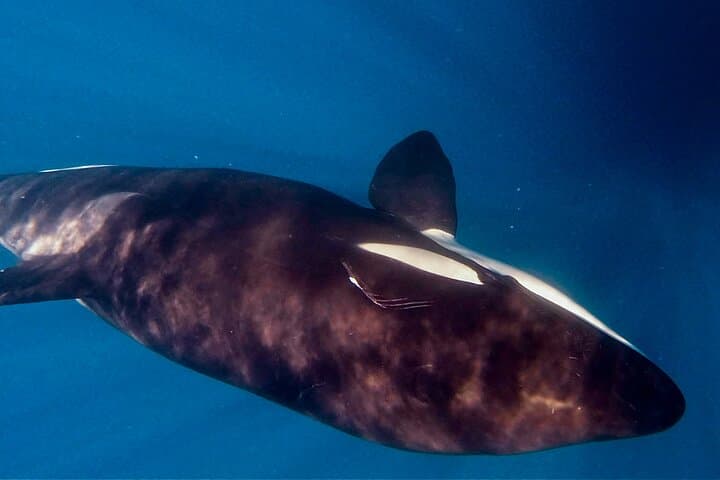 Cabo San Lucas Snorkeling and Whale Watching: Half-Day Boat Tour photo 6