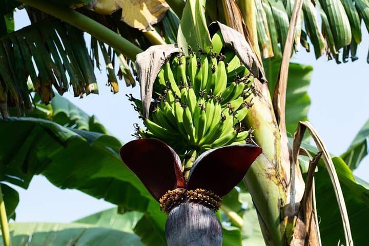 Explore Local Life on the Punta Cana Cultural Tour photo 5