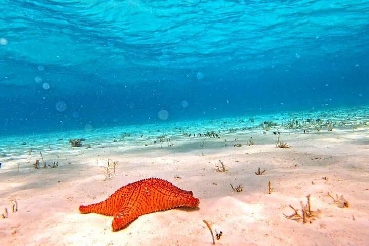 Discover El Cielo & Cozumel: Full-Day Snorkel to Palancar, Columbia and Cielo Reefs photo 4