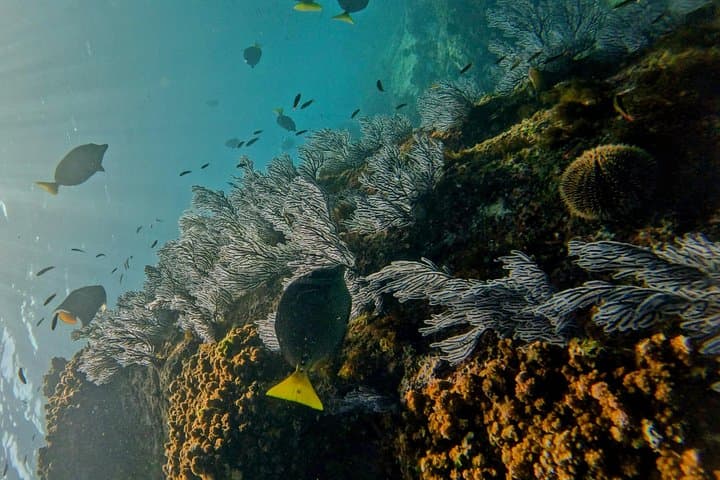 Private Snorkel Tour in Cabo San Lucas: Pelican Rock & Land's End photo 1
