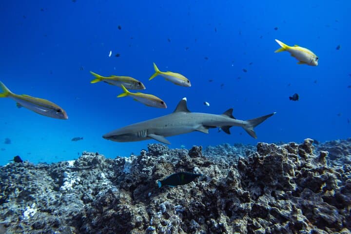 Molokini Crater 2‑Tank Dive from Kihei on the K2 Power Catamaran photo 5