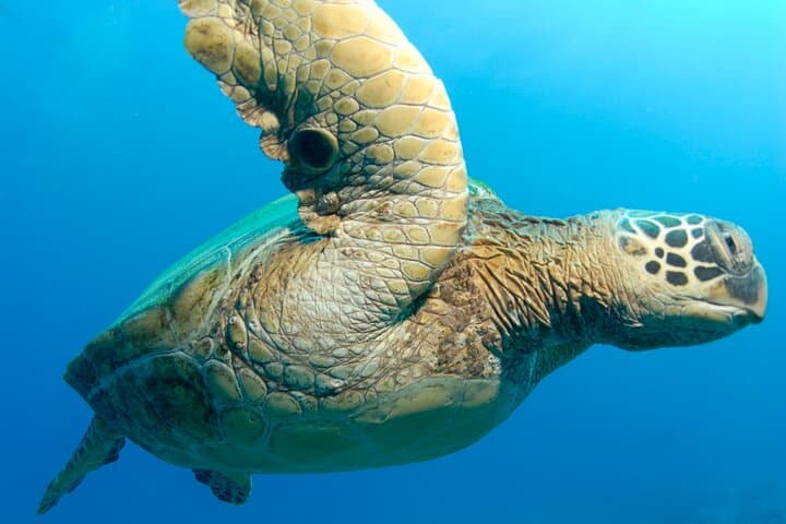 Molokini Crater 2‑Tank Dive from Kihei on the K2 Power Catamaran photo 6