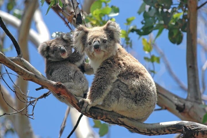 Great Ocean Road Private Tour: Twelve Apostles & Gibson Steps Day Trip photo 3