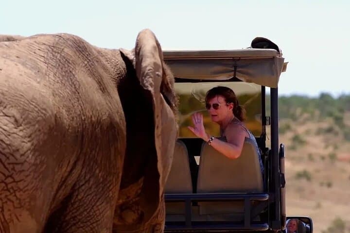 Half-Day Guided Safari in Addo Elephant National Park — Morning & Afternoon Game Drives photo 1