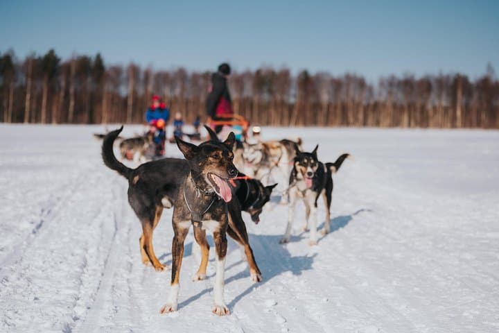 Drive a 5 km Husky Safari in Rovaniemi: Trail of Tails Mushing Experience photo 2