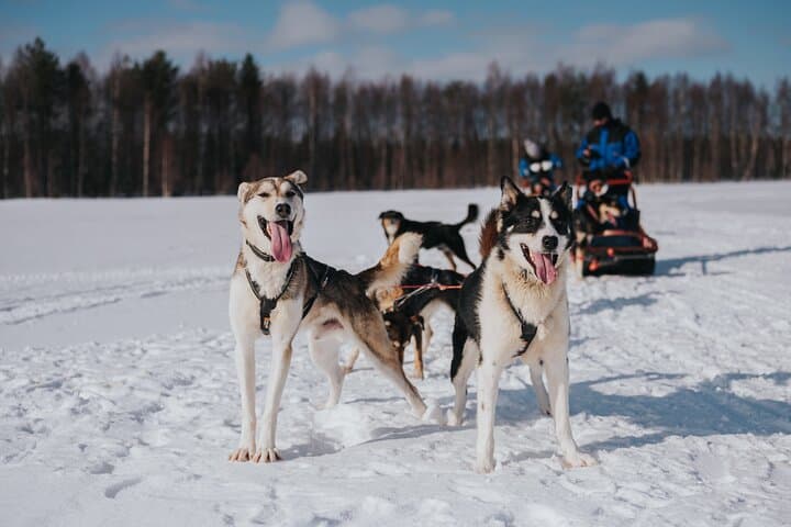 Drive a 5 km Husky Safari in Rovaniemi: Trail of Tails Mushing Experience photo 3