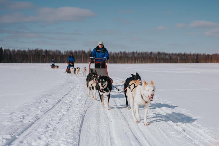 Drive a 5 km Husky Safari in Rovaniemi: Trail of Tails Mushing Experience photo 1