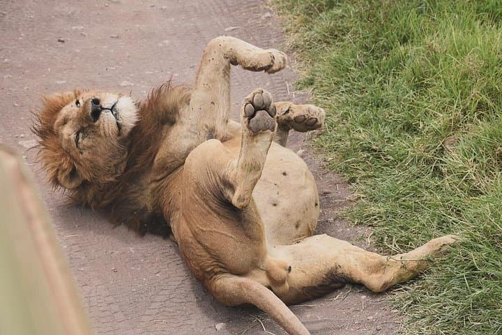 Ngorongoro Crater Day Trip — Into the Garden of Eden photo 3