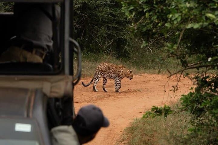 Yala National Park Jeep Safari: Spot Leopards, Elephants & Sloth Bears photo 6