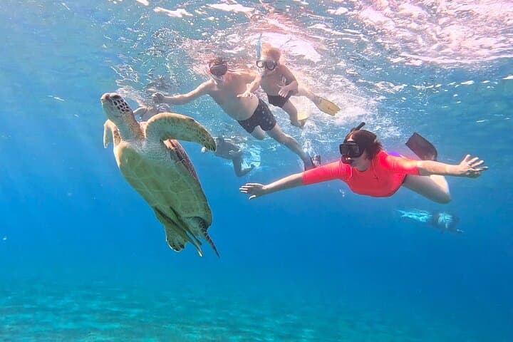 Abu Dabbab Turtle Snorkel: Swim with Turtles & Dugongs from Hurghada photo 6
