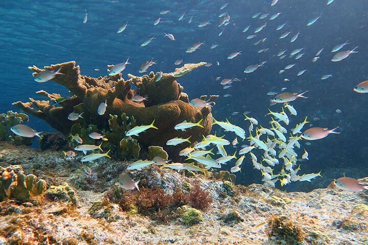 Private Island Kayak & Snorkel Tour — Cayo Real, Vieques photo 4
