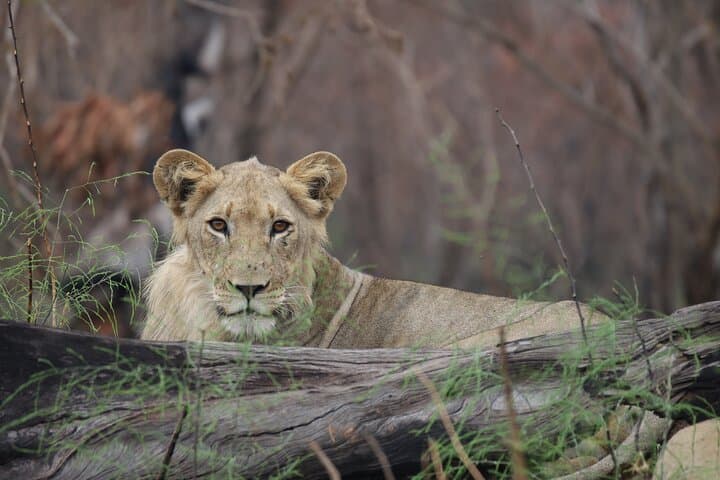 4-Day Akagera Safari & Volcanoes Gorilla Trekking in Rwanda: Big Five to Mountain Gorillas