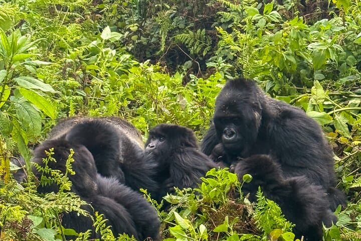 4-Day Akagera Safari & Volcanoes Gorilla Trekking in Rwanda: Big Five to Mountain Gorillas photo 2