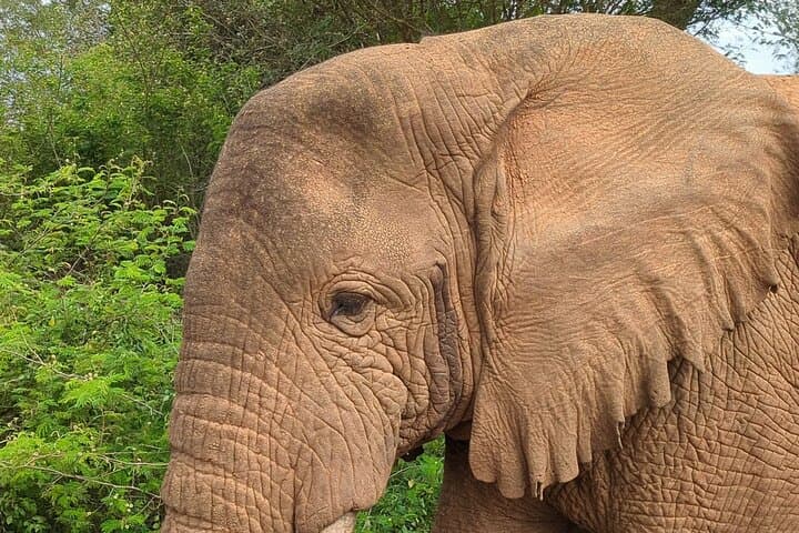 4-Day Akagera Safari & Volcanoes Gorilla Trekking in Rwanda: Big Five to Mountain Gorillas photo 4